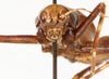 CollectionObject 1523730; 931255aa-f604-41a0-b50c-d18b3b77de3c: male, frontal head (holotype). (CollectionObject).