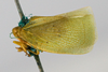 Habitus, lateral view on Anormenis tortricina (Germar, 1821): (Observation).