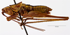 Conocephalus (Aphauropus) leptopterus Rehn & Hebard, 1915: male. (Otu).