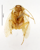 CC BY-NC-ND 4.0/MNHN - Depraetere Marion - 2014. Holotype, male, of Planuncus finoti Chopard, 1943. Specimen number: MNHN-EP-EP1866. http://coldb.mnhn.fr/catalognumber/mnhn/ep/ep1866. Depicts CollectionObject 1587896; MNHN(SF IMPORT DUPLICATE) MNHN-EP-EP1866, 335dca0f-a964-459d-8e7e-c4eb2b57a37f, a CollectionObject.