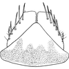 Subgenital plate, ventral view on Arocephalus (Ariellus) punctum (Flor, 1861): Subgenital plate. (Observation).