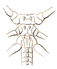 Hexacentrus unicolor Serville, 1831: Pl. 9, Fig. 4b. male, sternum. (Otu).