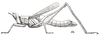 Butania lugubris lugubris (Brunner von Wattenwyl, 1898): Fig. 67 (from Maria Basti, type of oberthuri). female habitus. (Otu).