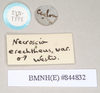 CollectionObject 1562008; 97692831-18a5-4ddc-b2db-6d36049eae30: copyright Natural History Museum, London. male, data labels of Necroscia erechtheus (syntype). (CollectionObject).;CollectionObject 1562009; 53412c23-1e79-4263-a0de-477be4c94e88: copyright Natural History Museum, London. male, data labels of Necroscia erechtheus (syntype). (CollectionObject).