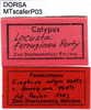 labels (paralectotype of Scaphura ferruginea). Depicts CollectionObject 1521428; 475ff9b1-6442-48dc-95a9-230281bad997, a CollectionObject.
