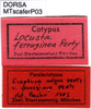 CollectionObject 1521428; 475ff9b1-6442-48dc-95a9-230281bad997: labels (paralectotype of Scaphura ferruginea). (CollectionObject).