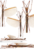 CollectionObject 1598032; 4a4960ca-3f20-4cc9-b95e-91b992c5bbce: copyright THNHM. male (holotype). (CollectionObject).