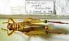 CollectionObject 1498684; 0cde460f-5809-47a8-a2fb-ec2c3fa96705: male with labels, dorsal view. (CollectionObject).
