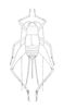 Luzara rufipennis Walker, 1869: Plate X. Fig. 1. female, dorsal outline. (Otu).