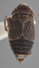 Habitus, dorsal view on Athysanella magadana Emeljanov, 1988: Dorsal - Male. (Observation).