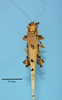 CollectionObject 1542954; DEES MZLQ-I0027'', 8319433e-ad07-477e-8638-cd84460fbc04: male, body dorsal view (paratype). (CollectionObject).