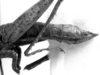 CollectionObject 1507367; 67c4dc41-733f-4c97-8b63-a41a83c47cf6: Image Carbonell, C.S. male abdomen end, lateral view (allotype). (CollectionObject).