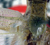 CollectionObject 1516942; 054d3d12-82cb-41e5-b17b-d52019c511a4: male stridulatory area, dorsal view (holotype). (CollectionObject).
