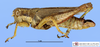 CollectionObject 1566328; 44e09479-9691-4044-ae8c-c31c27f5fa1f: male, dorsal view. (CollectionObject).