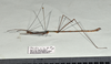 CollectionObject 1597613; 23ffff4b-6ca5-47a6-beab-7c2608ea731a: copyright QM. male, lateral view (paratype). (CollectionObject).