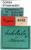 CollectionObject 1500537; fcce5acc-80e9-41b4-a1b4-a7d9a55e6c35, DORSA BTdebhebS01: labels (holotype of Otiaphysa hebetata). (CollectionObject).