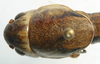 CollectionObject 1517132; 846f56d6-9feb-45be-b5e1-c3519de0e1b8: male pronotum dorsal (holotype). (CollectionObject).