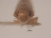 Head: !! display not done !! on Ileopeltus tethys (Van Duzee, 1907): (Observation).
