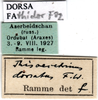 CollectionObject 1593174; e0cdf337-6c09-44fd-bf96-ecc858a303e5: labels (Acridium dorsatum). (CollectionObject).