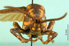 CollectionObject 1501057; e58dbd6b-4d47-4f74-a955-bba920733ce3: male, frontal view (lectotype). (CollectionObject).