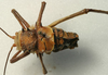 CollectionObject 1516902; ba071711-0661-434e-888f-44945bed365e: male dorsal (syntype). (CollectionObject).