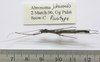 CollectionObject 1563743; 31a0be53-a6f5-4591-af23-2581e7627750: copyright FRIM. male, ventral view (paratype). (CollectionObject).;CollectionObject 1563744; 9d17e985-3744-4757-8071-626e03c20c7a: copyright FRIM. male, ventral view (paratype). (CollectionObject).
