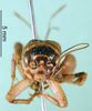 CollectionObject 1501954; be009a29-e8a4-4615-961f-1db9b2691116, MfN 1009: female, frons (holotype). (CollectionObject).