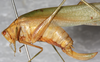 CollectionObject 1533003; 2fbc1ca1-4050-4110-960b-39a9b672d91a: female, lateral view (syntype). (CollectionObject).