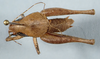 CollectionObject 2602539; CAS Entomology type 20380, 0572e3d4-0ac1-4a5f-a5de-9659be900a4f: male, dorsal view (holotype). (CollectionObject).