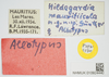 CollectionObject 1583426; c20ade63-ef50-49d8-b7ae-0a80726e96e1, NHMUK10924440: female, labels (allotype). (CollectionObject).
