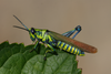 FieldOccurrence 166; 22c9c23f-1055-45b7-b3cf-275ff94a96f7; Garten Karkloof Kwa Zulu Natal, 2014/01/??: male, lateral view. (FieldOccurrence).