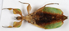 CollectionObject 1583623; Depo SF.DepoID 3768, Coll RC 17-015, fb9245b4-2cae-41eb-822a-8d701478cea6: copyright Montreal Insectarium Coll. female, ventral view (holotype). (CollectionObject).