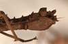 CollectionObject 1561554; 6cdbe08b-dbcd-4592-830b-23e49866e842: copyright UMO. female, end of abdomen, lateral view of synonym Acanthoderus spiniventris (syntype). (CollectionObject).;CollectionObject 1561555; effcc6fe-eba2-4459-a612-4ec6e76c6540: copyright UMO. female, end of abdomen, lateral view of synonym Acanthoderus spiniventris (syntype). (CollectionObject).