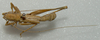 CollectionObject 1543483; 71a123fa-bb32-48e6-8d93-84eb6d85b8dd: male, dorsal view (holotype). (CollectionObject).