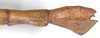 CollectionObject 1562924; 61ae6882-2d16-44f8-beca-123a075aa57e: copyright F. Hennemann. female: end of abdomen, lateral view (paratype). (CollectionObject).;CollectionObject 1562925; 7868b444-db8f-4ed9-82fe-14e5232c1e12: copyright F. Hennemann. female: end of abdomen, lateral view (paratype). (CollectionObject).