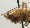 CollectionObject 1535082; 9b6fc718-868e-4e1b-b67f-f41caf58c759: female head and pronotum, lateral view (lectotype). (CollectionObject).