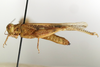 CollectionObject 1586673; 03b5da2c-3dc2-4953-95f9-be0b8c5de11a: female, lateral view (paratype). (CollectionObject).