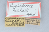 CollectionObject 2765516; a93b5228-04db-4ea7-b182-298227b9cba0: Cyphoderris buckelli. (CollectionObject).