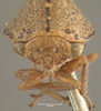 Head: !! display not done !! on Glossonotus univittatus (Harris, 1841): (Observation).