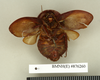 CollectionObject 1572875; af139cf3-216f-422b-88c5-669565ddd3c5: Copyright Natural History Museum, London. Non-type (adult female) in BM(NH). Ventral view. (CollectionObject).