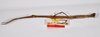 CollectionObject 1563556; 1bf13562-0a32-48bc-9da7-2b38cc70b074: copyright ZMHB, Berlin. female Dixippus jejunus, lateral view (paralectotype). (CollectionObject).;CollectionObject 1563557; c091931c-2b98-41b9-b163-46a243f59248: copyright ZMHB, Berlin. female Dixippus jejunus, lateral view (paralectotype). (CollectionObject).