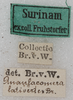 CollectionObject 1533002; 3233cdb5-d4b6-4aca-92ec-dad807f55362: labels. (CollectionObject).