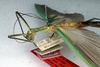 CollectionObject 1560948; NMW 162, 1925b228-acf7-47f2-be95-36f305dba647: copyright NMW, Vienna. female of synonym Parastratocles aeruginosus: head and thorax, lateral view (holotype). (CollectionObject).