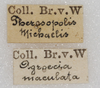 labels (syntype). Depicts CollectionObject 1531369; 1503a6fe-05fb-4ccb-a8fd-ece91a684f30, a CollectionObject.