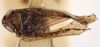 Habitus, dorsal view: !! display not done !! on Amplicephalus (Nanctasus) bolivicus Linnavuori, 1959: (Observation).