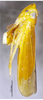 Habitus, lateral view on Carinata rufipenna Li & Wang, 1992: (Observation).