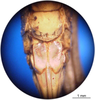 female subgenital plate (type). Depicts CollectionObject 1538297; a35bd046-1846-4773-9e6e-20064f56ddd8, a CollectionObject.