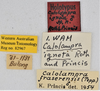 CollectionObject 1599714; c8b6366f-0316-46c9-8523-f019c0d94b9e: (CollectionObject).