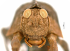 CollectionObject 1506800; 79f8ee8f-6665-46e1-a169-8ce65878ecbb: male, frontal view (lectotype). (CollectionObject).