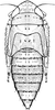 Nymph on Euscelidius schenckii (Kirschbaum, 1868): (Observation).
